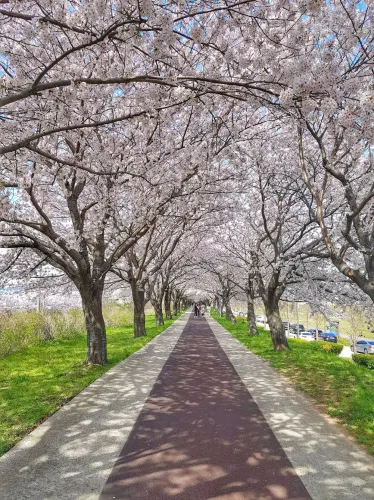 부산 벚꽃터널은 여기, 맥도공원🌸