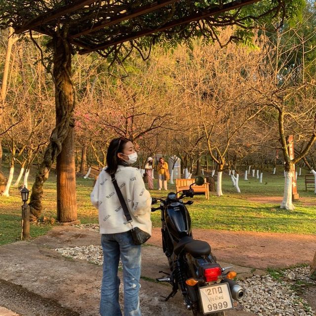 อุทยานแห่งชาติดอยอ่างขาง