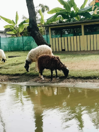 Dutch Farm เชียงใหม่