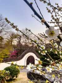 Hangzhou’s Botanical Garden 🌸