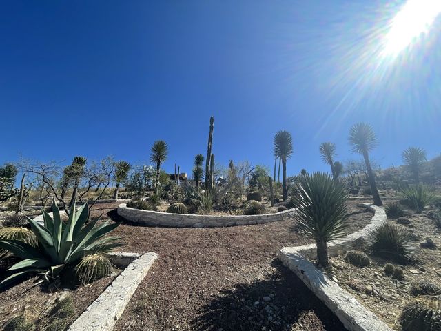 El Olivo🌵 Eco Olivo