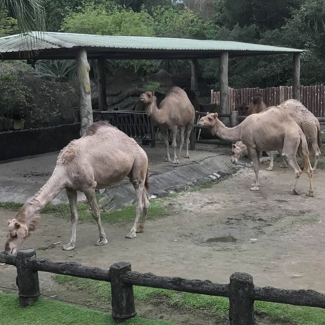 Taipei Zoo trip