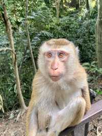 Monkey Hill - Phuket