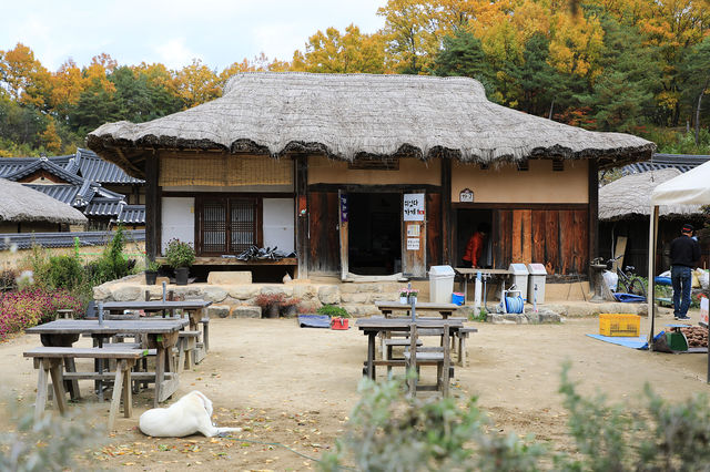 영주 무섬마을 외나무다리