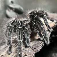 Entopia, Butterfly Farm - Penang, Malaysia 