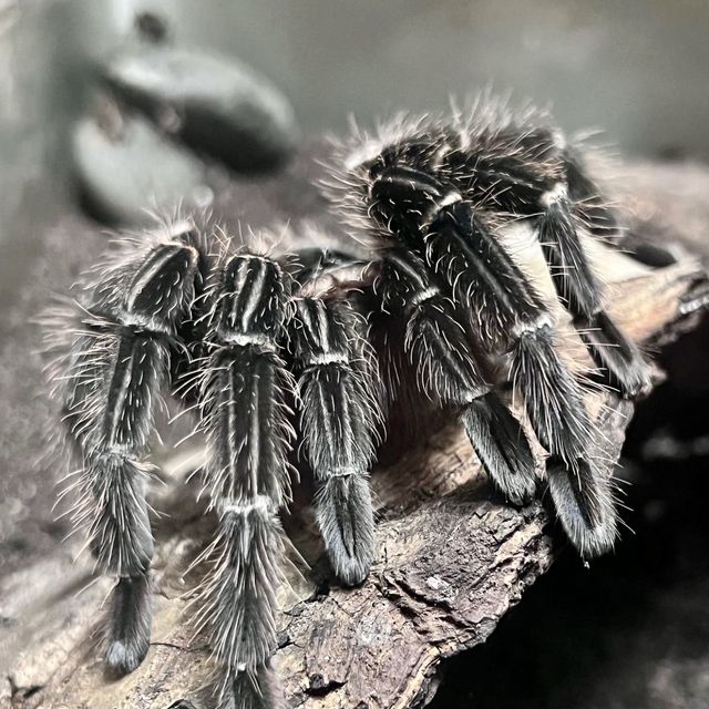 Entopia, Butterfly Farm - Penang, Malaysia 
