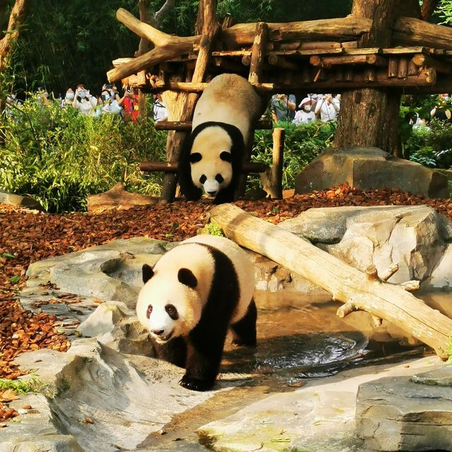 China Bucket list: Pandas & babies ticked!! 