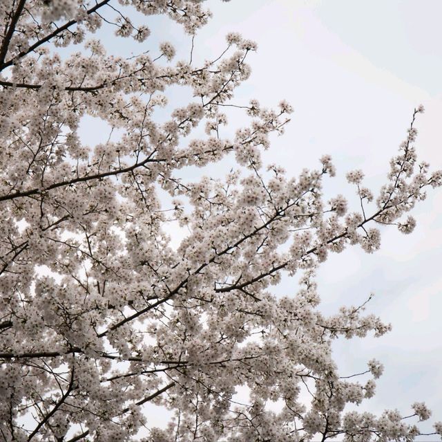 Cherry-Blossom in Wuhan University