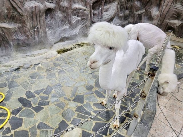 Shanghai Natural Wild Insect Kingdom 