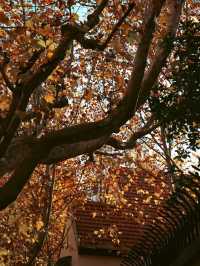 Winter Days in the French Concession🍂🍁