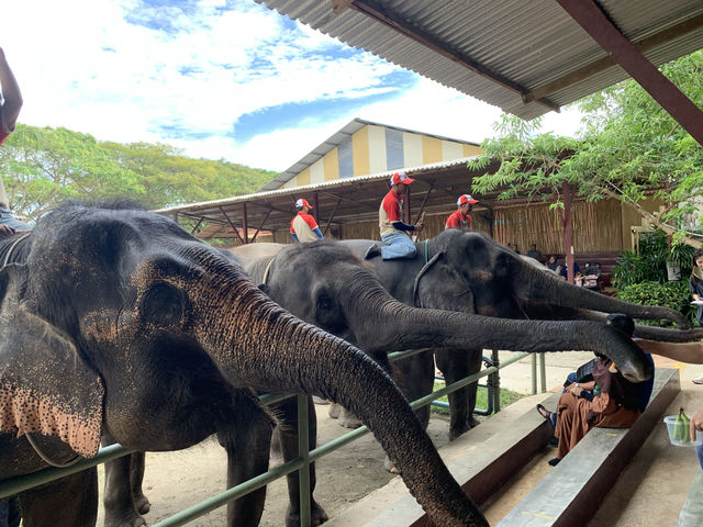 A day trip to the surprising Malaysia Wildlife Park.