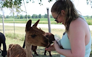 Alpaca Breathe and Stretch Workout | Alpaca Pines llc Farm and Fiber Mill