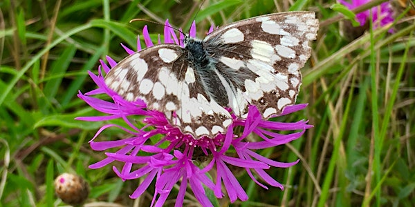 Marvellous Moths, Beautiful Butterflies and Curious Caterpillars | Fine Foundation Wild Chesil Centre
