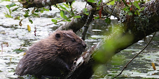 Beaver Ecology and Field Signs | Kingcombe Visitor Centre