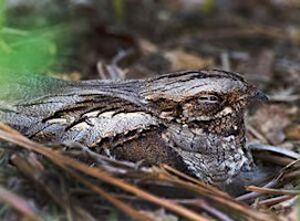 Nightjar Walk - Greenham Common, Saturday 6 June | Greenham Common Pyle Hill car park