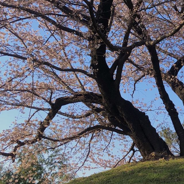 김해 피크닉 명소 | 봉황대공원
