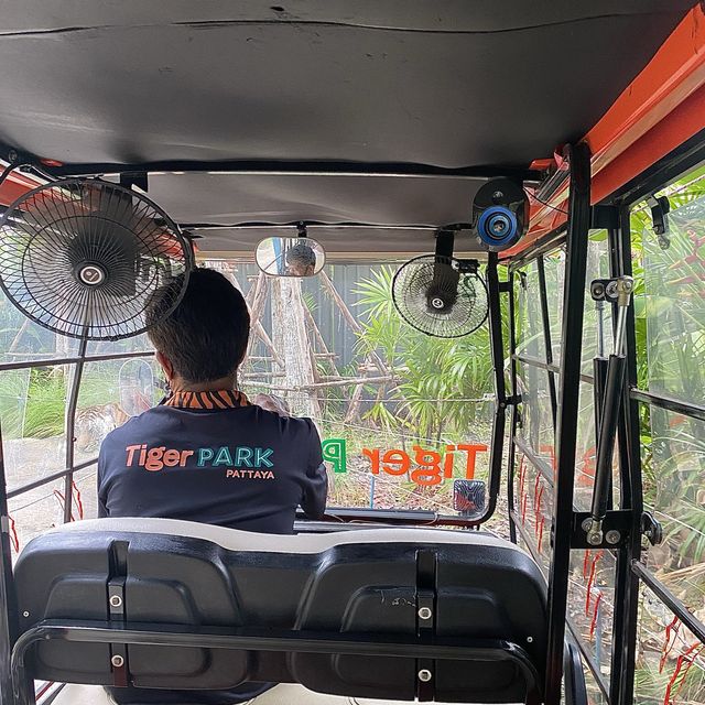 호랑이 들의 쉼터 🐯Tiger Park ! 🐅
