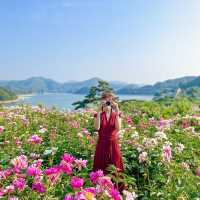 임실 옥정호수 뷰 인생샷명소 “작약꽃밭”🌸🌸 