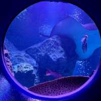 ウツボの隠れエリア　すみだ水族館