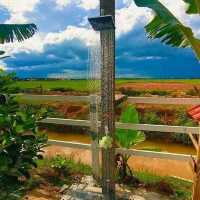homestay in the middle of padi farm