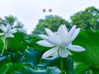 여름 더운만큼 예쁘다 연🌸