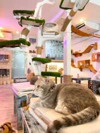 คาเฟ่แมว ย่านราชเทวี😸
