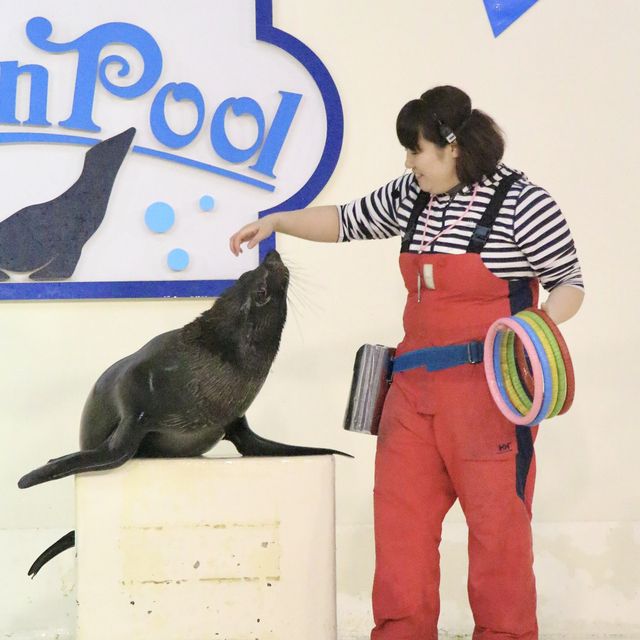【北海道 登別】近距離超Q企鵝大遊行
