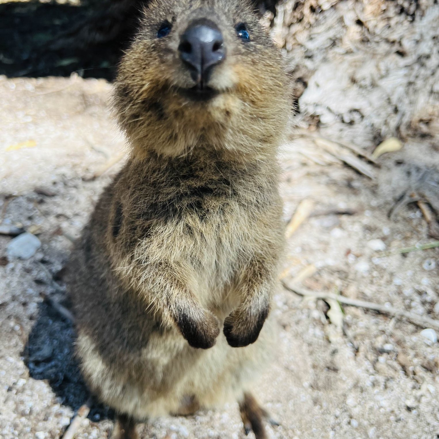Rottnest Island Travelogues Rottnest Island Travelogues