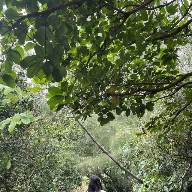 長洲行山 長洲行山