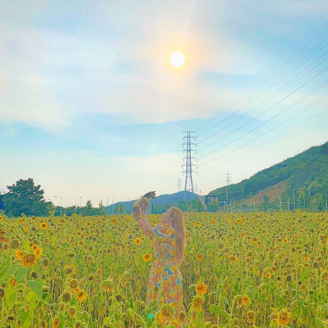 해바라기 가득한 대부해역관광본부