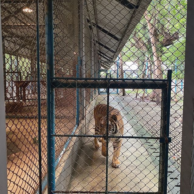 호랑이 들의 쉼터 🐯Tiger Park ! 🐅