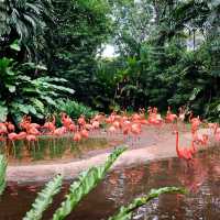Jurong Bird Park