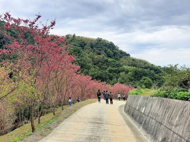 【桃園】復興景點-悠然秘境小屋賞櫻