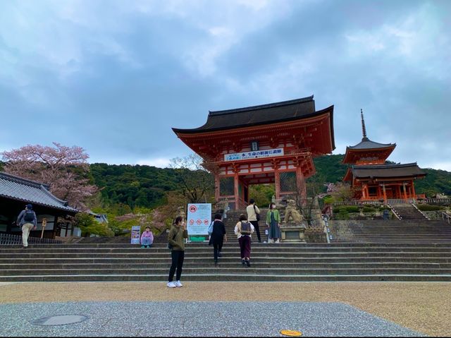 京都　KYOTO SAKURAめぐり❗️まさに、いとをかし清水寺の桜に大満足❗️