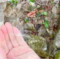【假子親子遊】與孩子森林漫步 🌳
