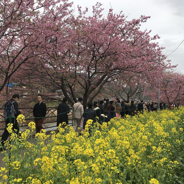 ［河津櫻🌸］- 嘆為觀止🤩