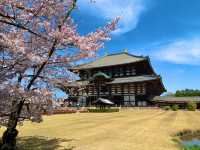 奈良　SAKURA 桜めぐり❗️東大寺大仏殿と桜のコラボに感動！