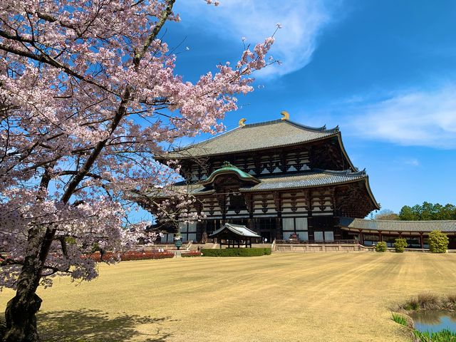 奈良　SAKURA 桜めぐり❗️東大寺大仏殿と桜のコラボに感動！