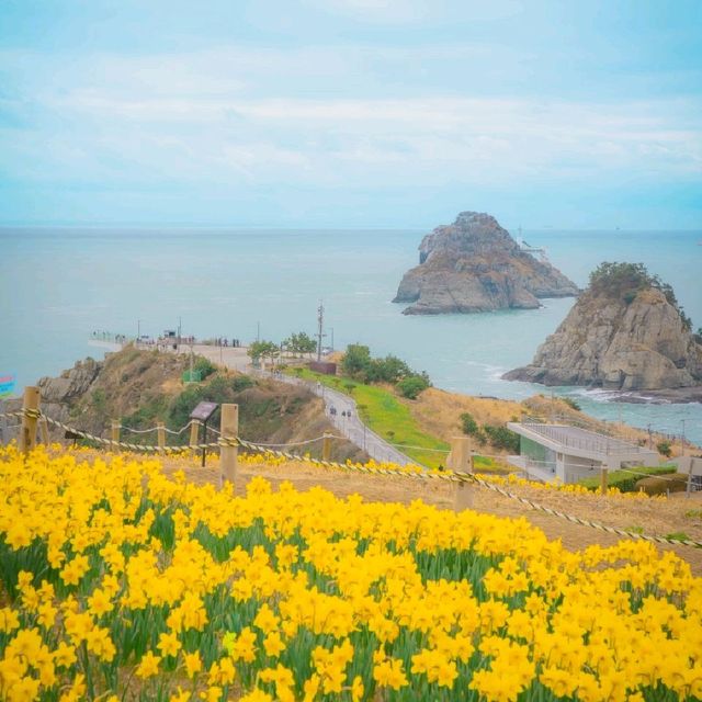 🌼봄의 시작을 알리는 수선화가 예쁜 [부산, 오륙도해맞이공원]