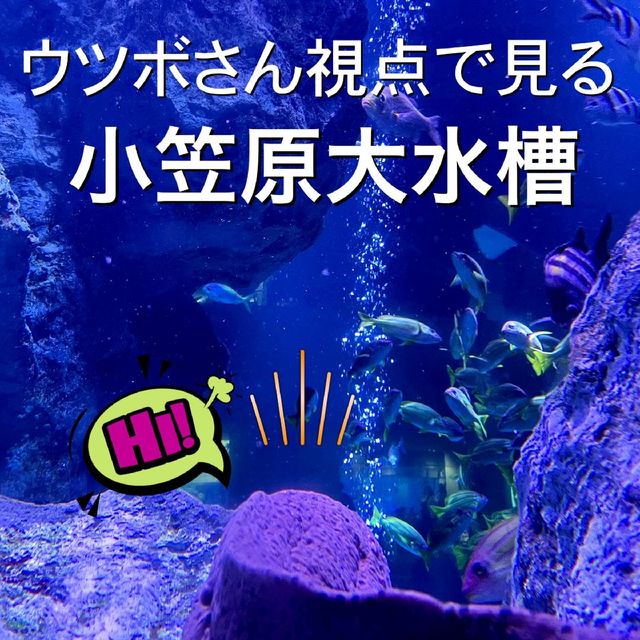 ウツボの隠れエリア　すみだ水族館