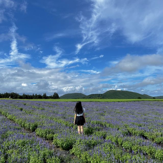 제주도 꽃 구경 명소, 보롬왓💐