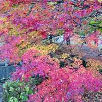 🇯🇵 又到了欣賞紅葉的秋季 — 河口湖楓葉迴廊
