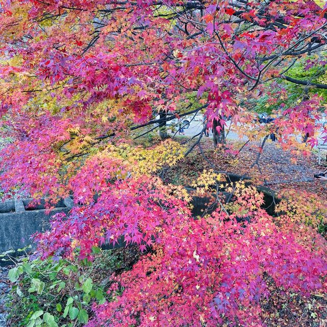🇯🇵 又到了欣賞紅葉的秋季 — 河口湖楓葉迴廊