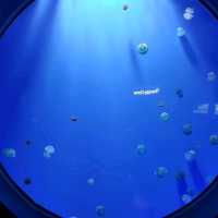 ชมโลกใต้ท้องทะเล ที่ Jeju Aqua Planet 🦈🐠🐙🐡🐟