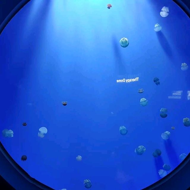 ชมโลกใต้ท้องทะเล ที่ Jeju Aqua Planet 🦈🐠🐙🐡🐟