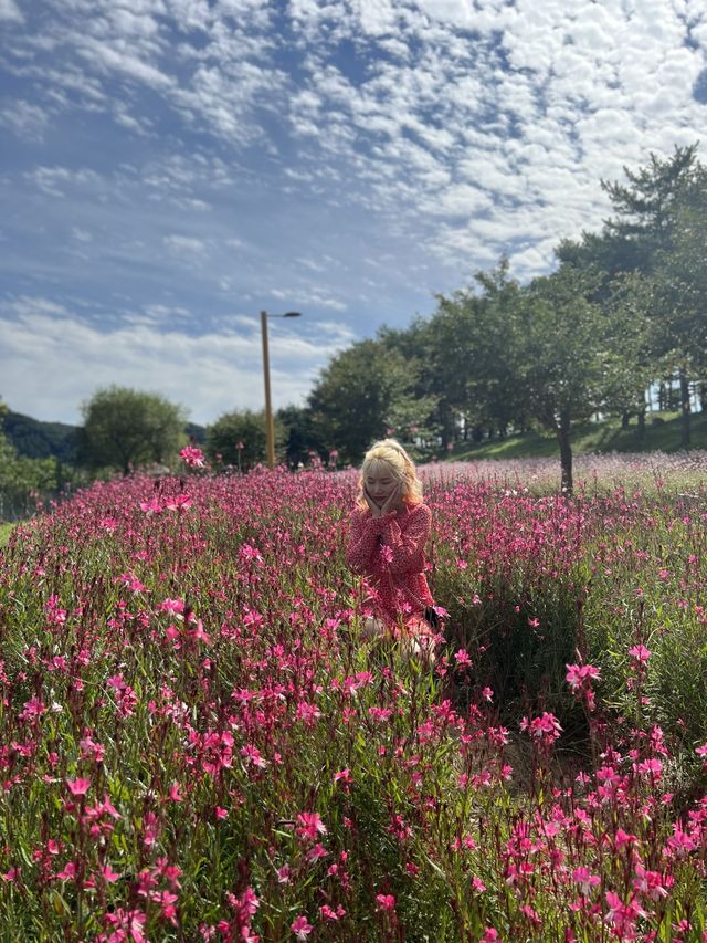 가평 자라섬 꽃구경하기 좋아요🌺💐🌸