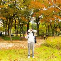 알록달록 단풍을 수놓은 양재시민의숲🍁