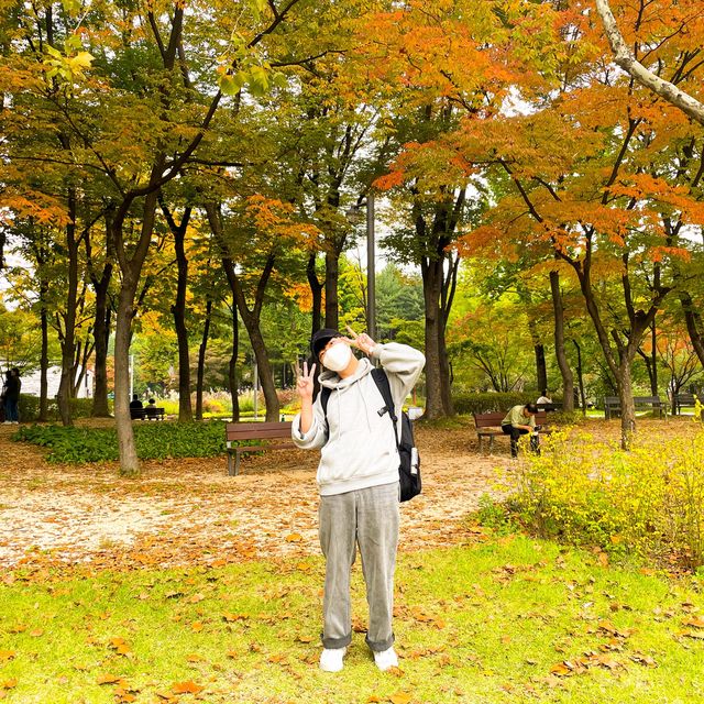 알록달록 단풍을 수놓은 양재시민의숲🍁
