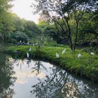 風光明媚🪷🌤Daan Forest Park 大安森林公園