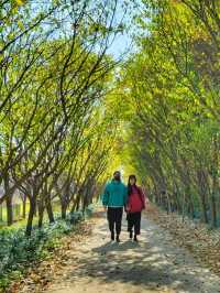 4년만에 다시 개방된 산림환경연구원🌳!!!경주 외나무다리 포토존